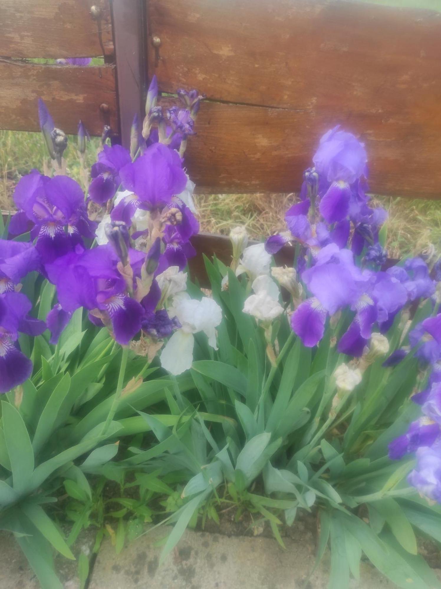 Pensiunea Agroturistica Casa Sirca Boghiş Exterior foto